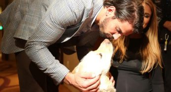 Deckers Dogs
